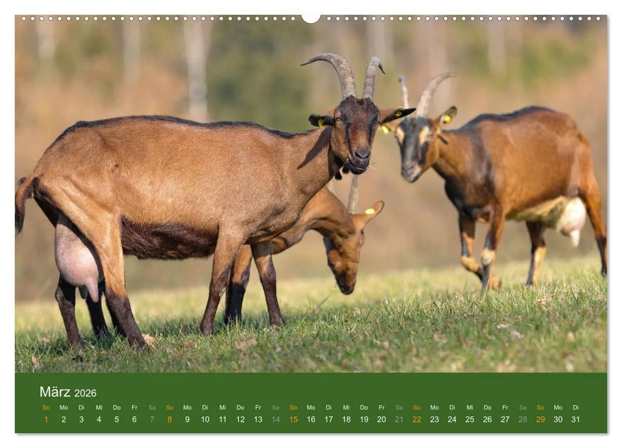 Bild: 9783457456477 | Mit Ziegen ist immer was los! (hochwertiger Premium Wandkalender...