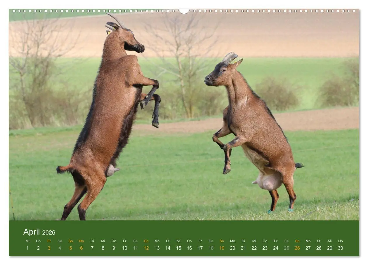 Bild: 9783457456477 | Mit Ziegen ist immer was los! (hochwertiger Premium Wandkalender...