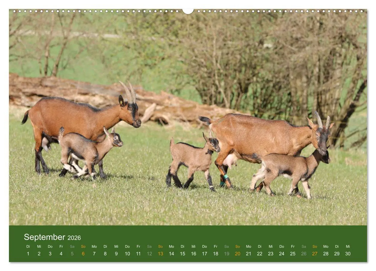 Bild: 9783457456477 | Mit Ziegen ist immer was los! (hochwertiger Premium Wandkalender...