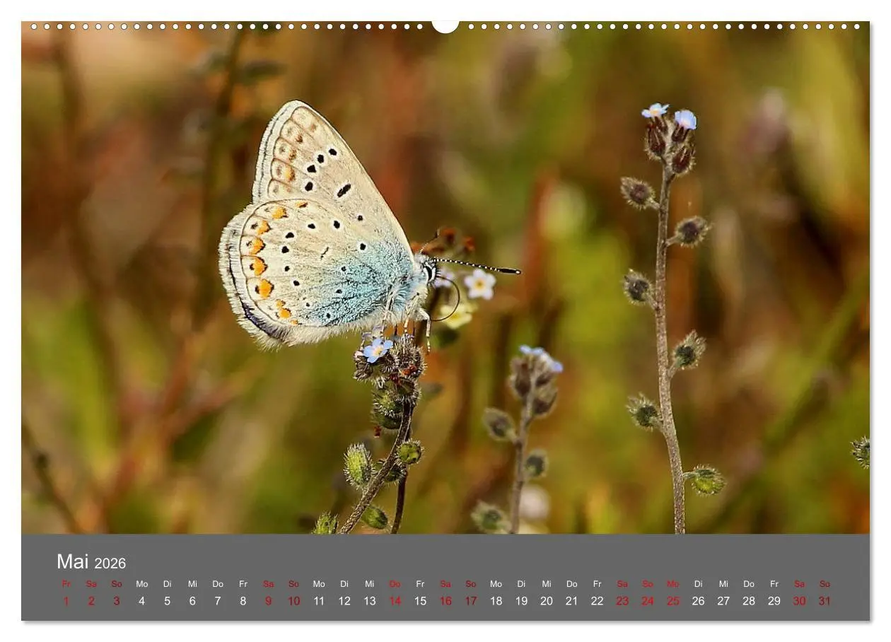 Bild: 9783457766477 | Wahner Heide - Aussichten und Begegnungen (hochwertiger Premium...
