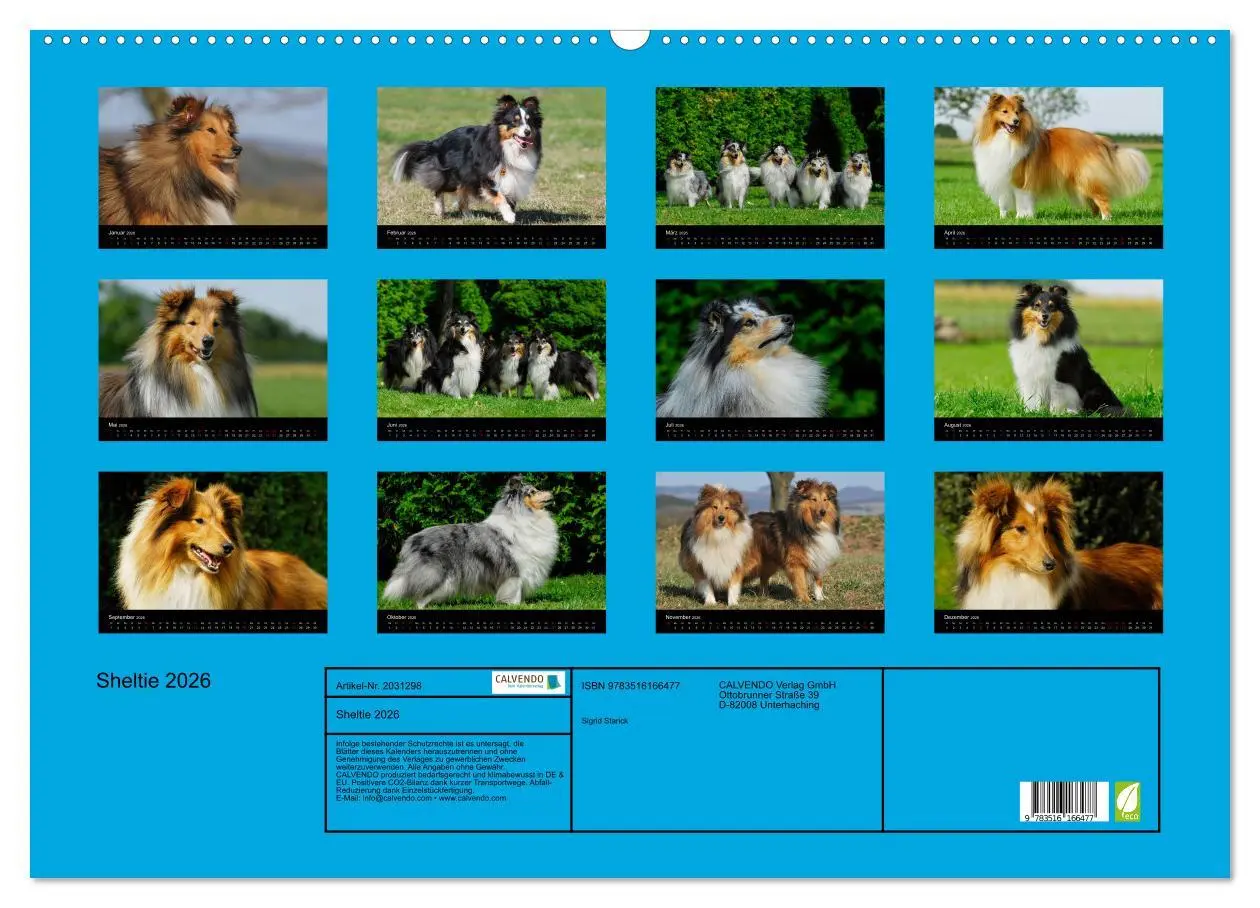 Bild: 9783516166477 | Sheltie 2026 (Wandkalender 2026 DIN A2 quer), CALVENDO Monatskalender