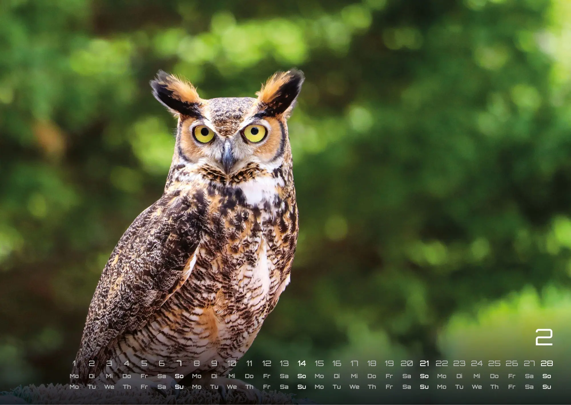 Bild: 9783986736477 | Eulen - Wächter der Nacht - 2027 - Kalender DIN A3 | GP-Fever. de