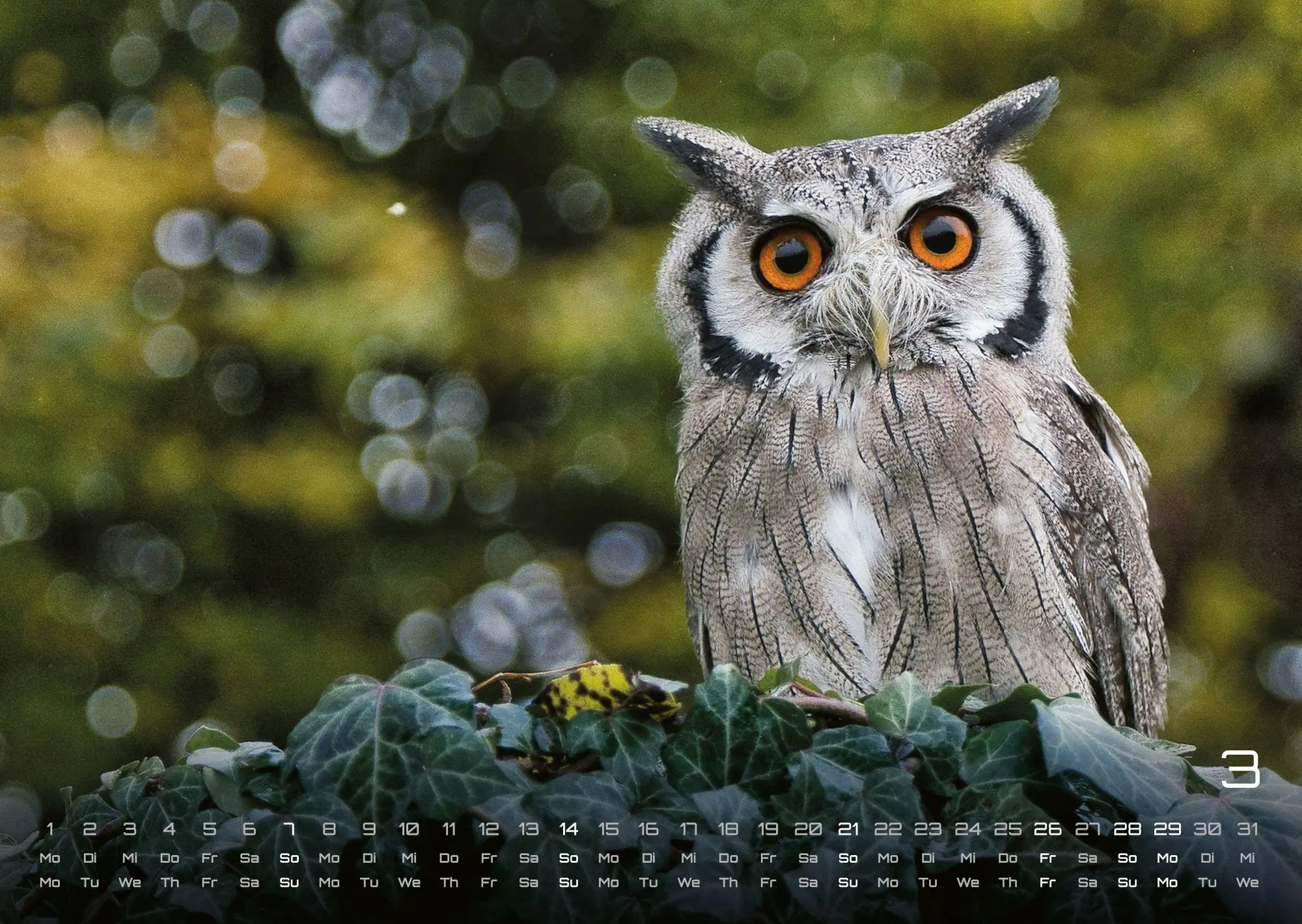 Bild: 9783986736477 | Eulen - Wächter der Nacht - 2027 - Kalender DIN A3 | GP-Fever. de