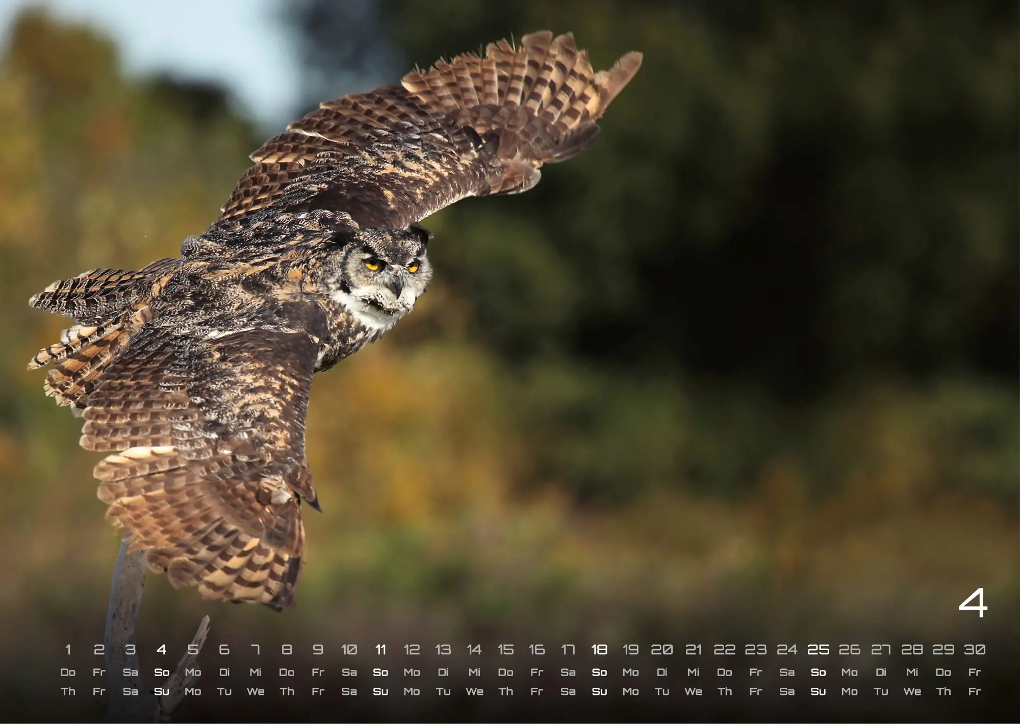 Bild: 9783986736477 | Eulen - Wächter der Nacht - 2027 - Kalender DIN A3 | GP-Fever. de