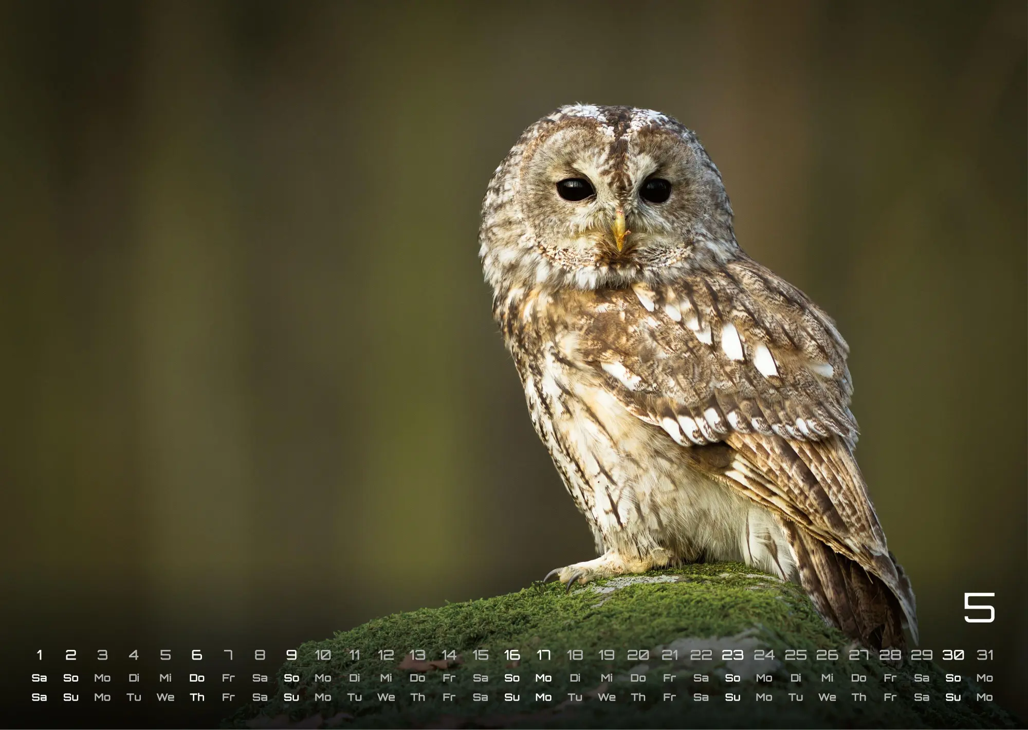 Bild: 9783986736477 | Eulen - Wächter der Nacht - 2027 - Kalender DIN A3 | GP-Fever. de