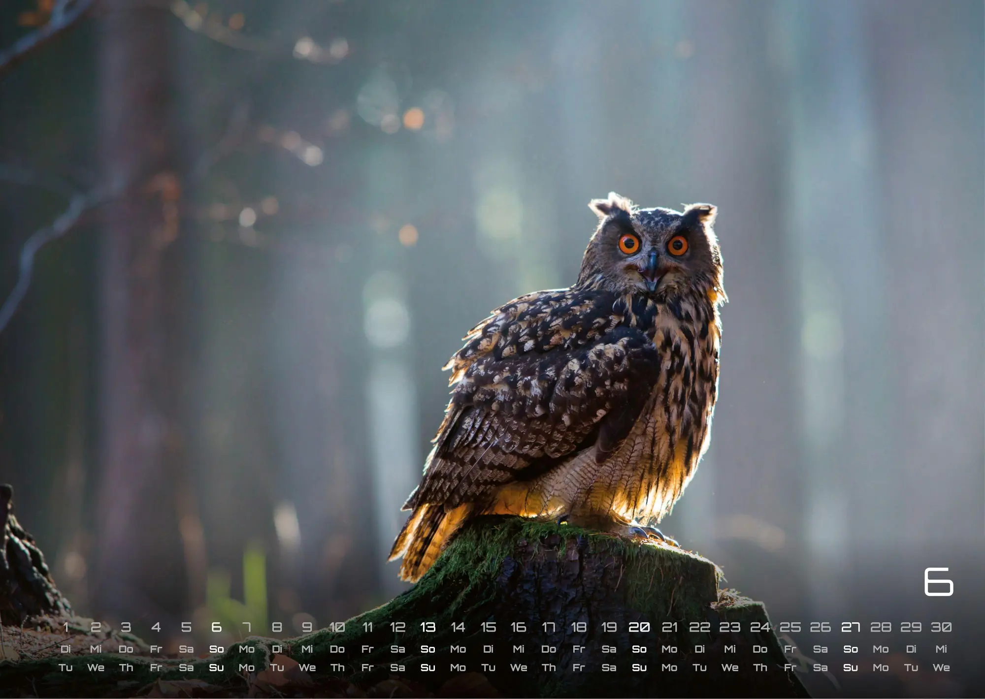 Bild: 9783986736477 | Eulen - Wächter der Nacht - 2027 - Kalender DIN A3 | GP-Fever. de