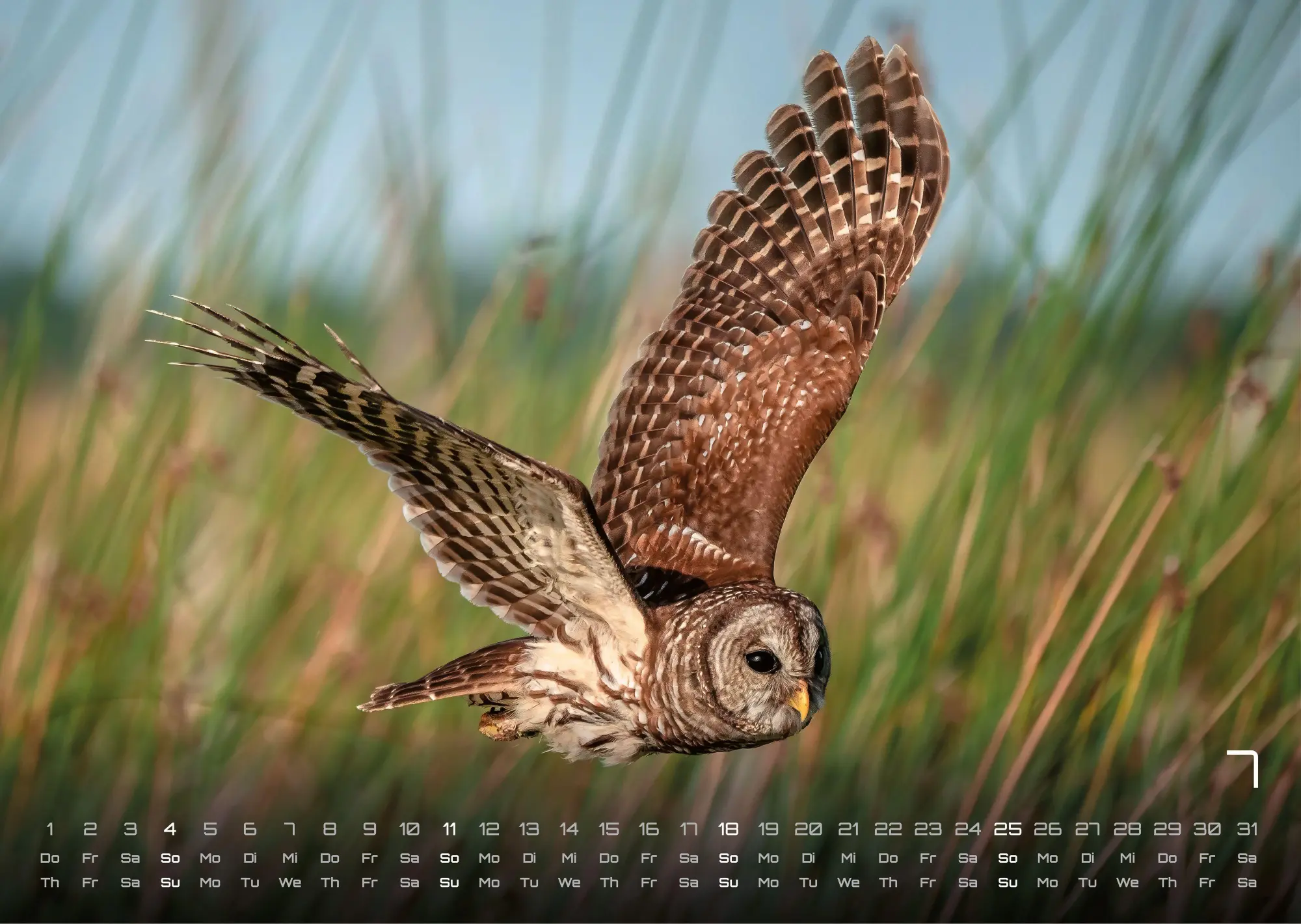 Bild: 9783986736477 | Eulen - Wächter der Nacht - 2027 - Kalender DIN A3 | GP-Fever. de