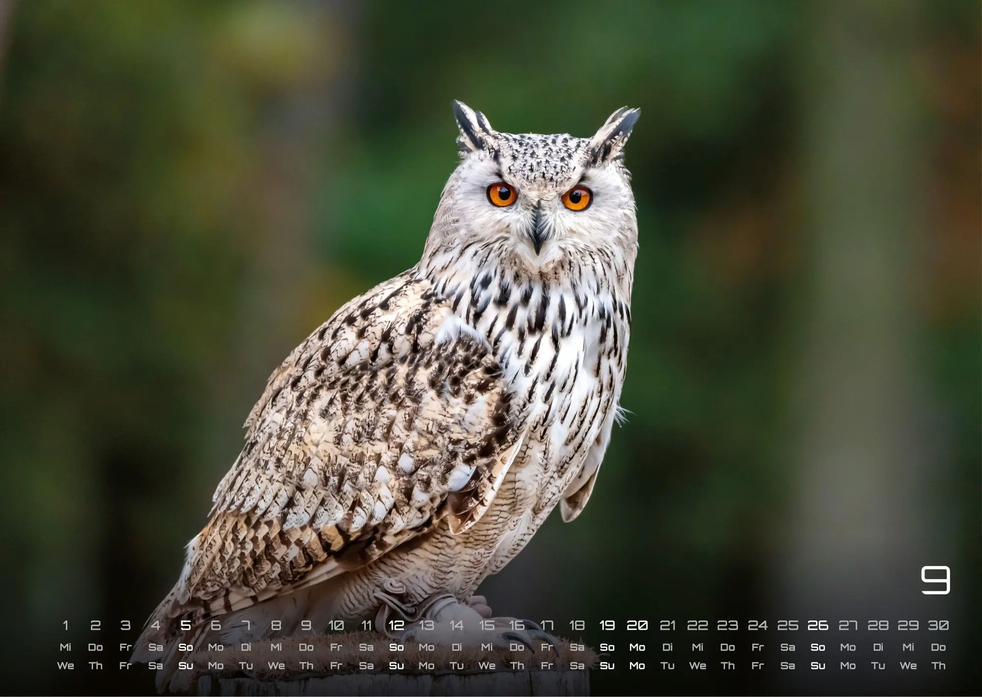 Bild: 9783986736477 | Eulen - Wächter der Nacht - 2027 - Kalender DIN A3 | GP-Fever. de