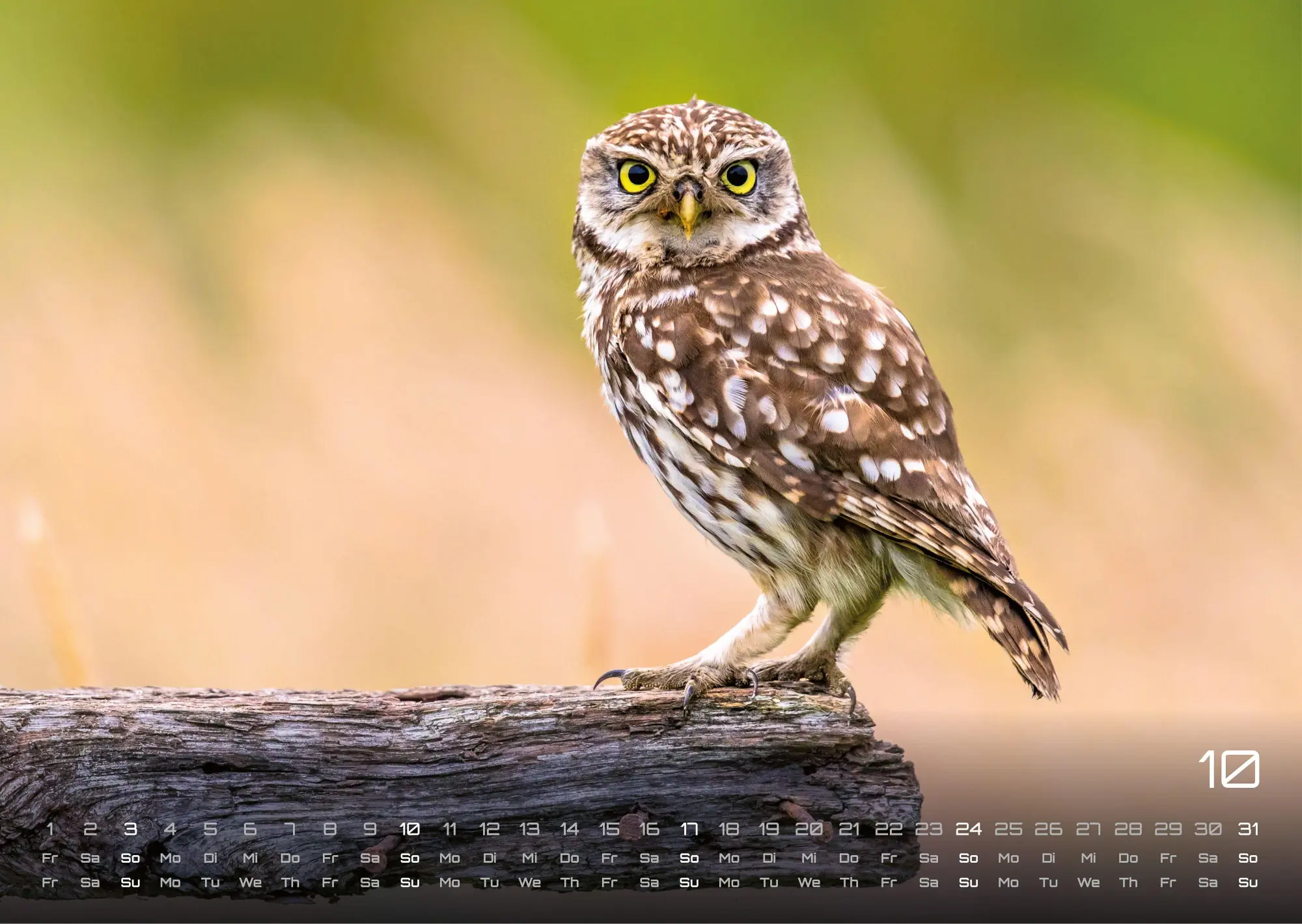 Bild: 9783986736477 | Eulen - Wächter der Nacht - 2027 - Kalender DIN A3 | GP-Fever. de