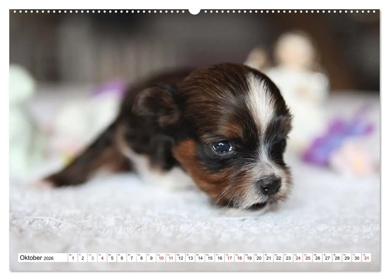 Bild: 9783457756577 | Bolonka Babykalender 2026 (hochwertiger Premium Wandkalender 2026...