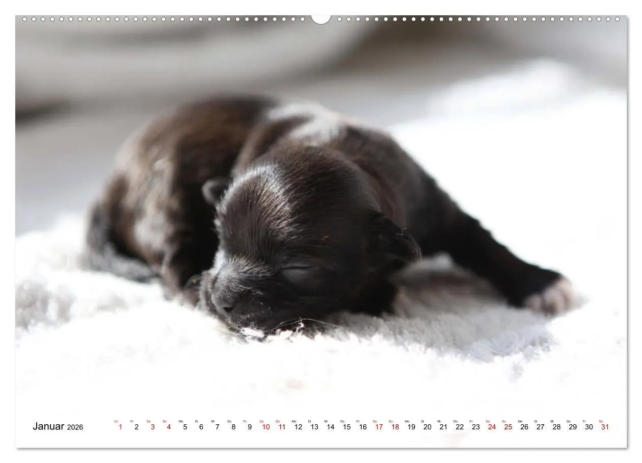 Bild: 9783457756577 | Bolonka Babykalender 2026 (hochwertiger Premium Wandkalender 2026...