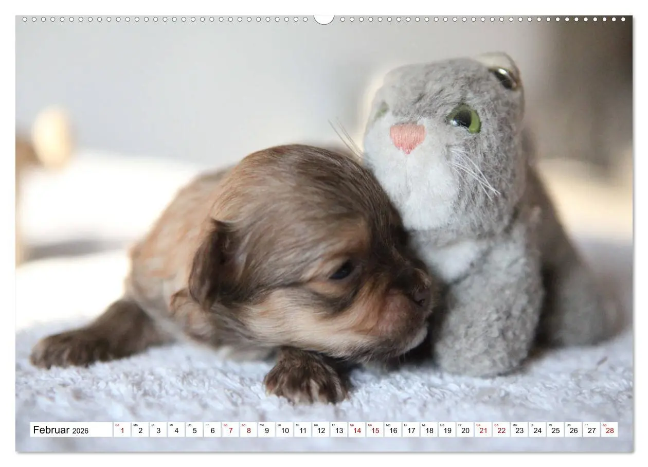 Bild: 9783457756577 | Bolonka Babykalender 2026 (hochwertiger Premium Wandkalender 2026...