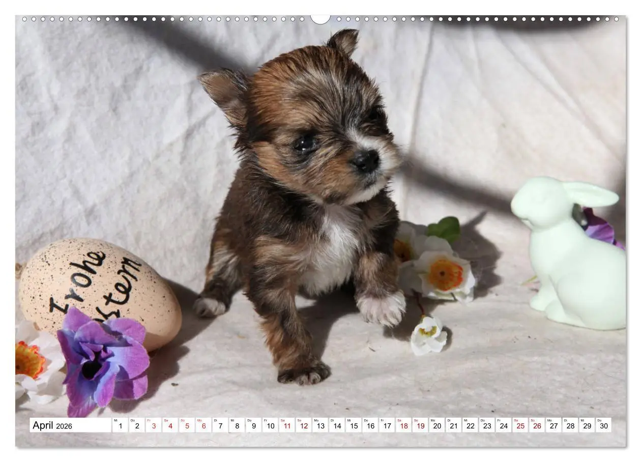 Bild: 9783457756577 | Bolonka Babykalender 2026 (hochwertiger Premium Wandkalender 2026...