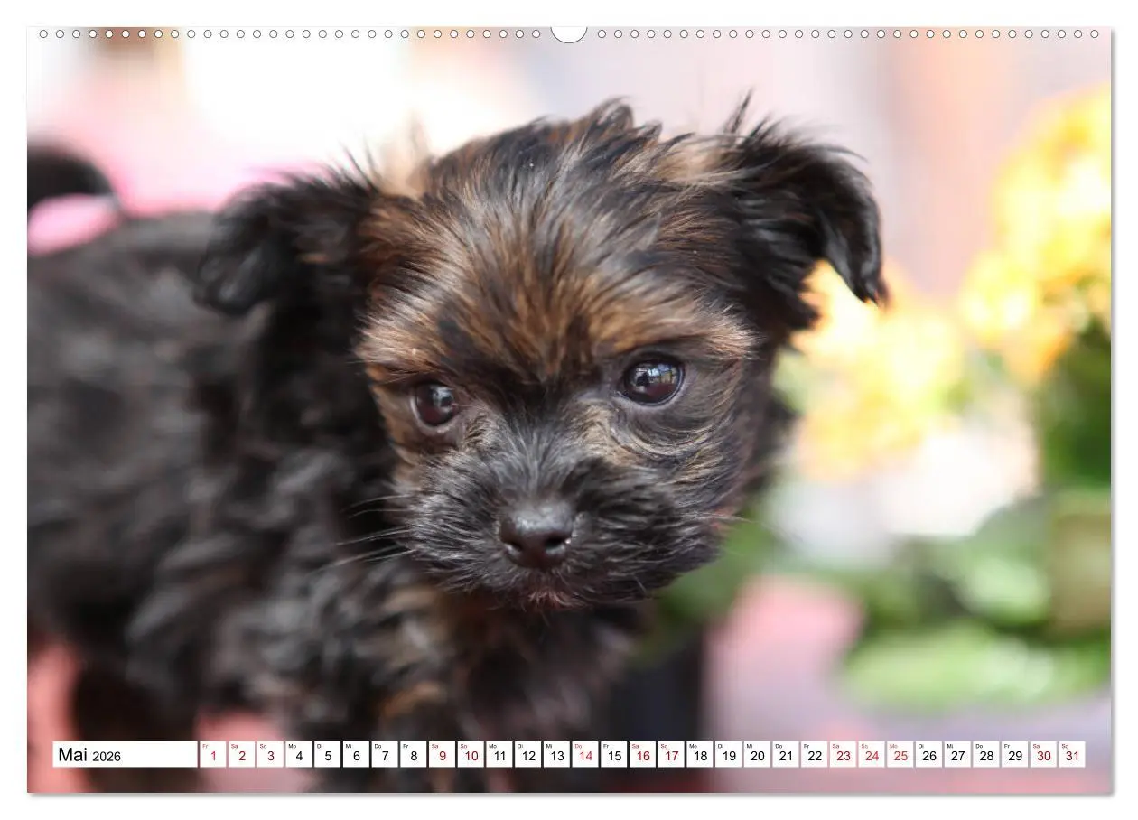 Bild: 9783457756577 | Bolonka Babykalender 2026 (hochwertiger Premium Wandkalender 2026...