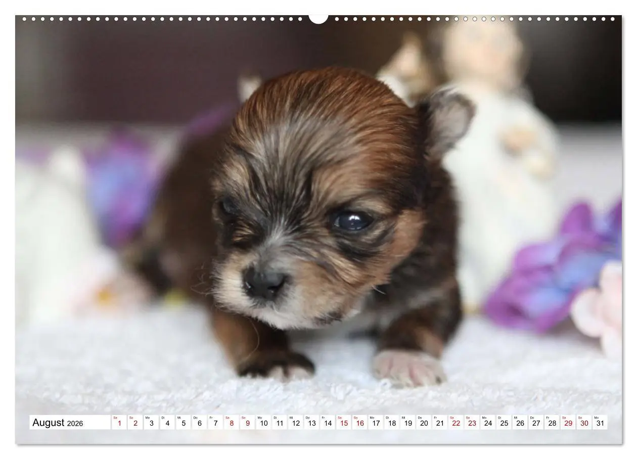 Bild: 9783457756577 | Bolonka Babykalender 2026 (hochwertiger Premium Wandkalender 2026...