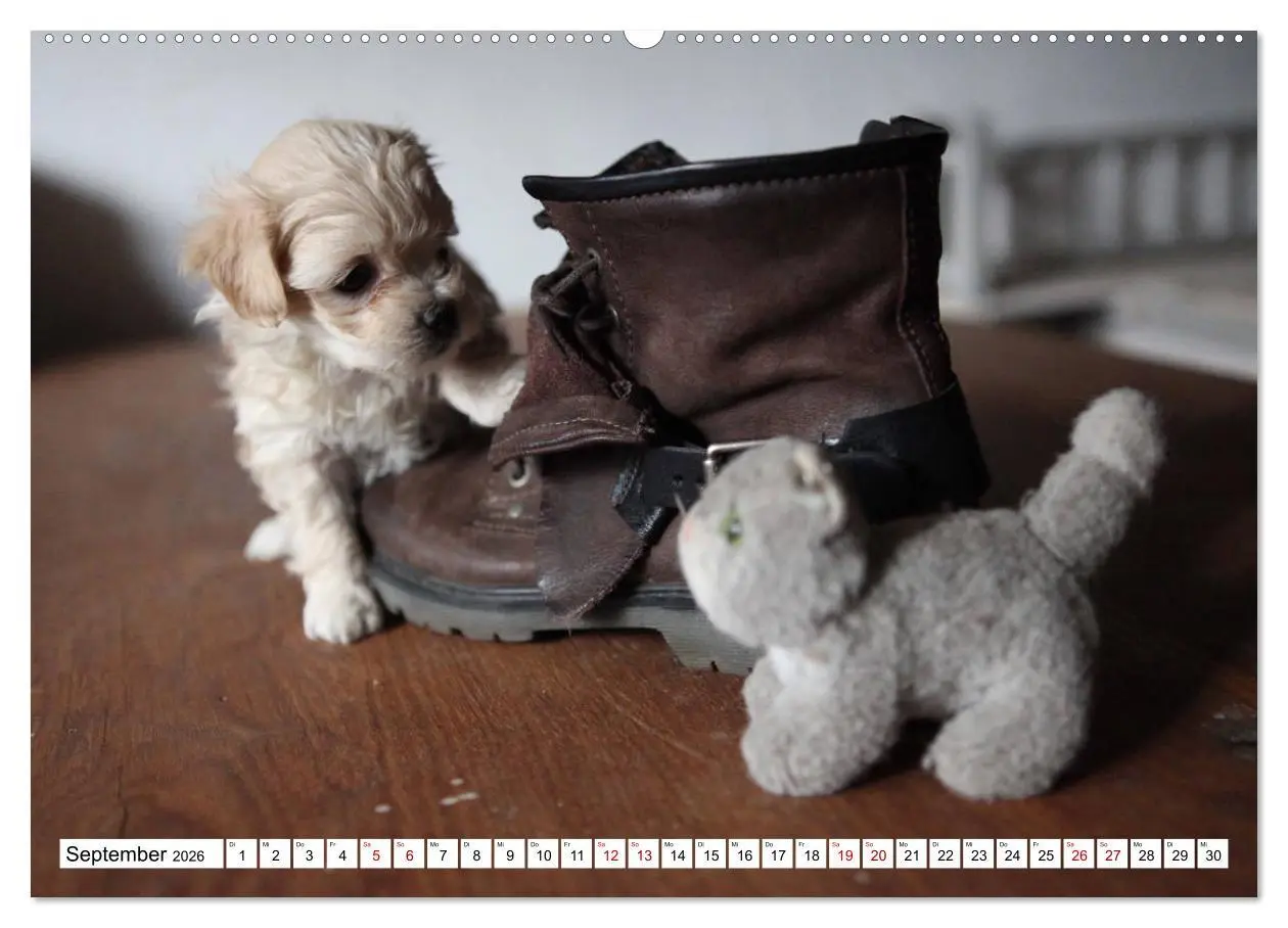 Bild: 9783457756577 | Bolonka Babykalender 2026 (hochwertiger Premium Wandkalender 2026...