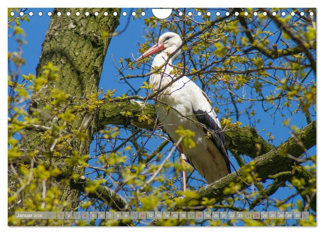 Bild: 9783457826577 | Münsterland - Vielfältige Schönheit (Wandkalender 2026 DIN A4...