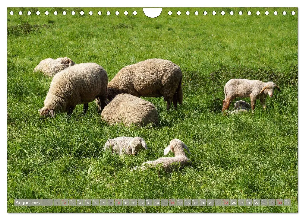 Bild: 9783457826577 | Münsterland - Vielfältige Schönheit (Wandkalender 2026 DIN A4...