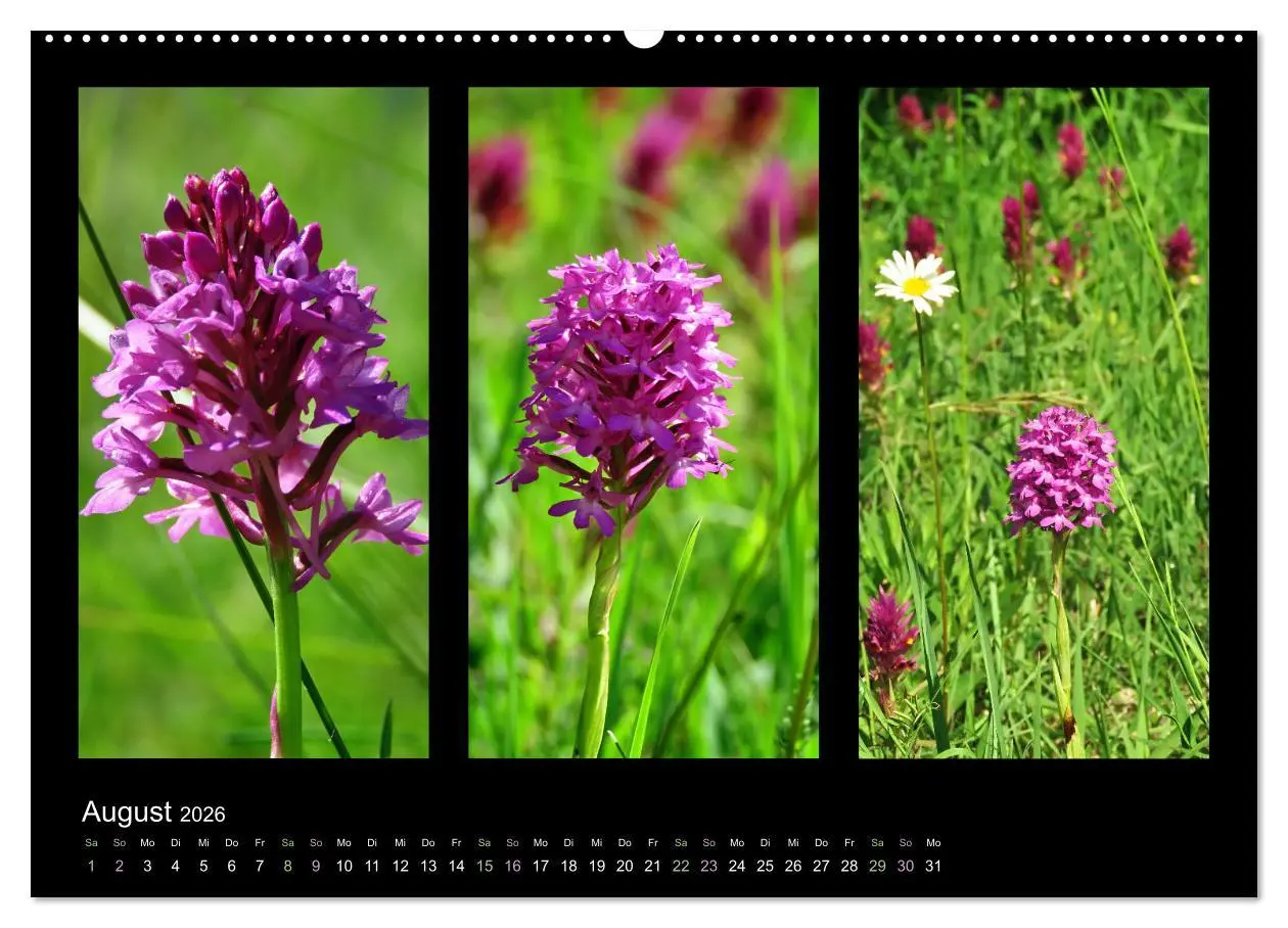 Bild: 9783457676677 | Heimische Orchideen im Dreierpack (hochwertiger Premium...