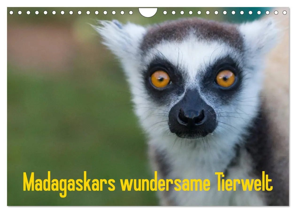 Cover: 9783516076677 | Madagaskars wundersame Tierwelt (Wandkalender 2026 DIN A4 quer),...