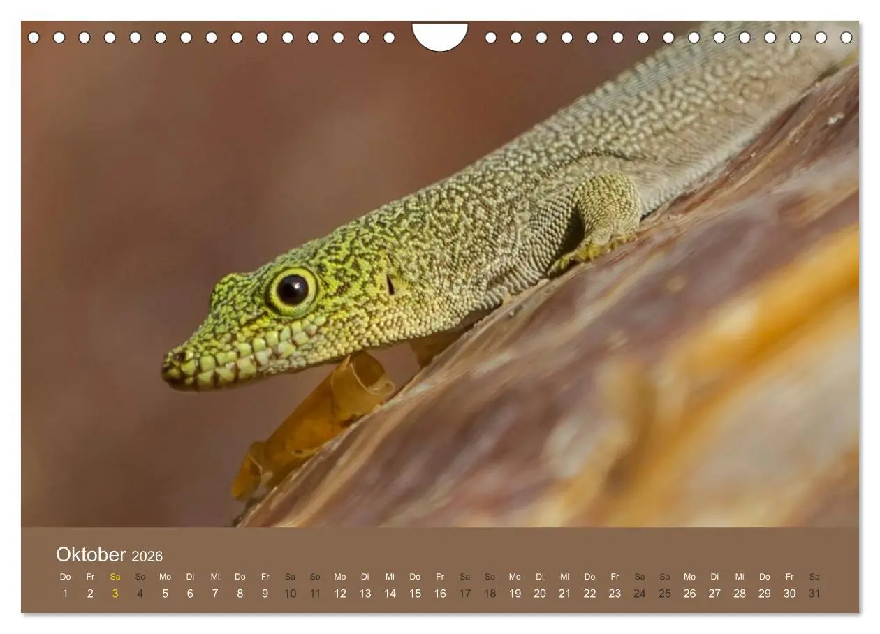 Bild: 9783516076677 | Madagaskars wundersame Tierwelt (Wandkalender 2026 DIN A4 quer),...