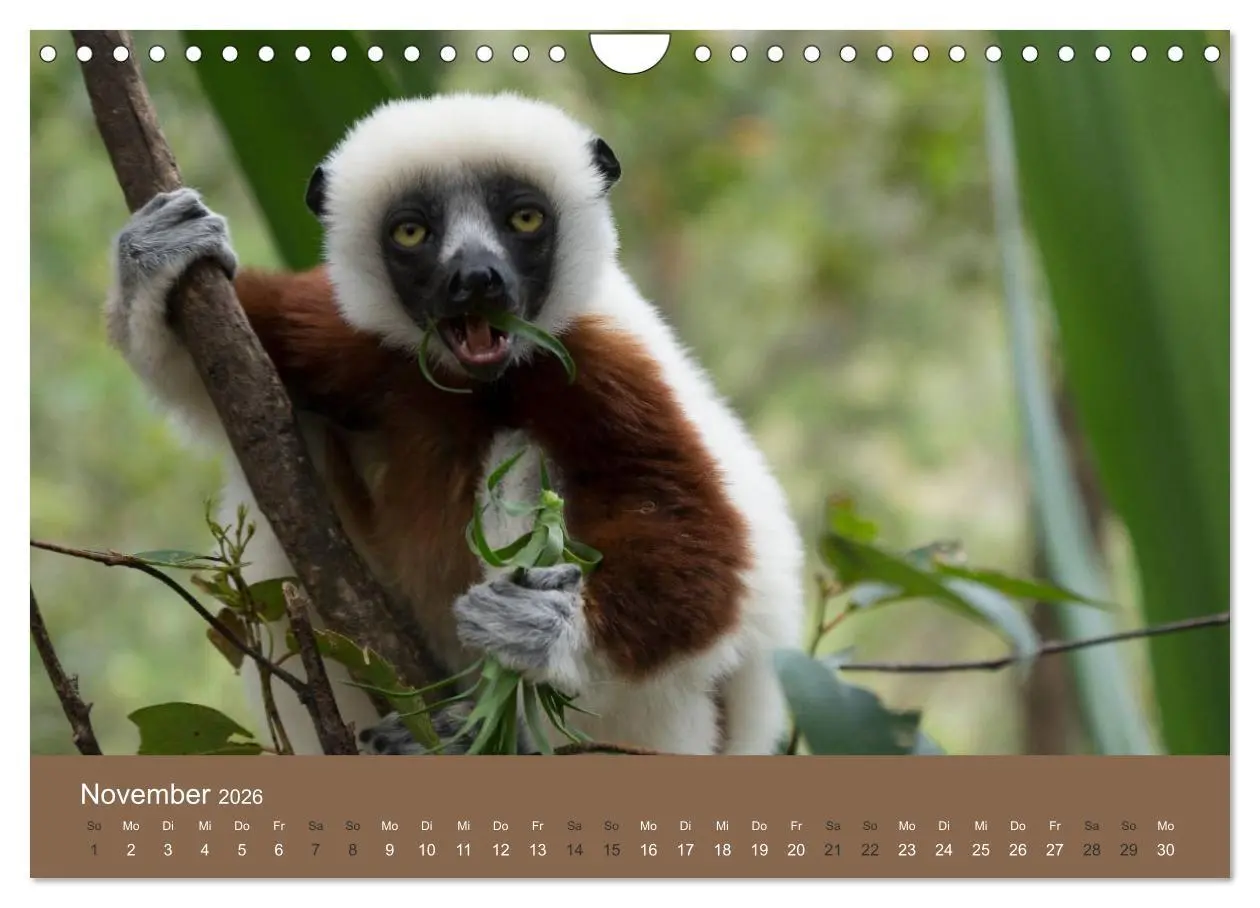 Bild: 9783516076677 | Madagaskars wundersame Tierwelt (Wandkalender 2026 DIN A4 quer),...