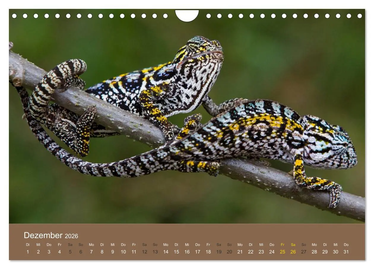 Bild: 9783516076677 | Madagaskars wundersame Tierwelt (Wandkalender 2026 DIN A4 quer),...