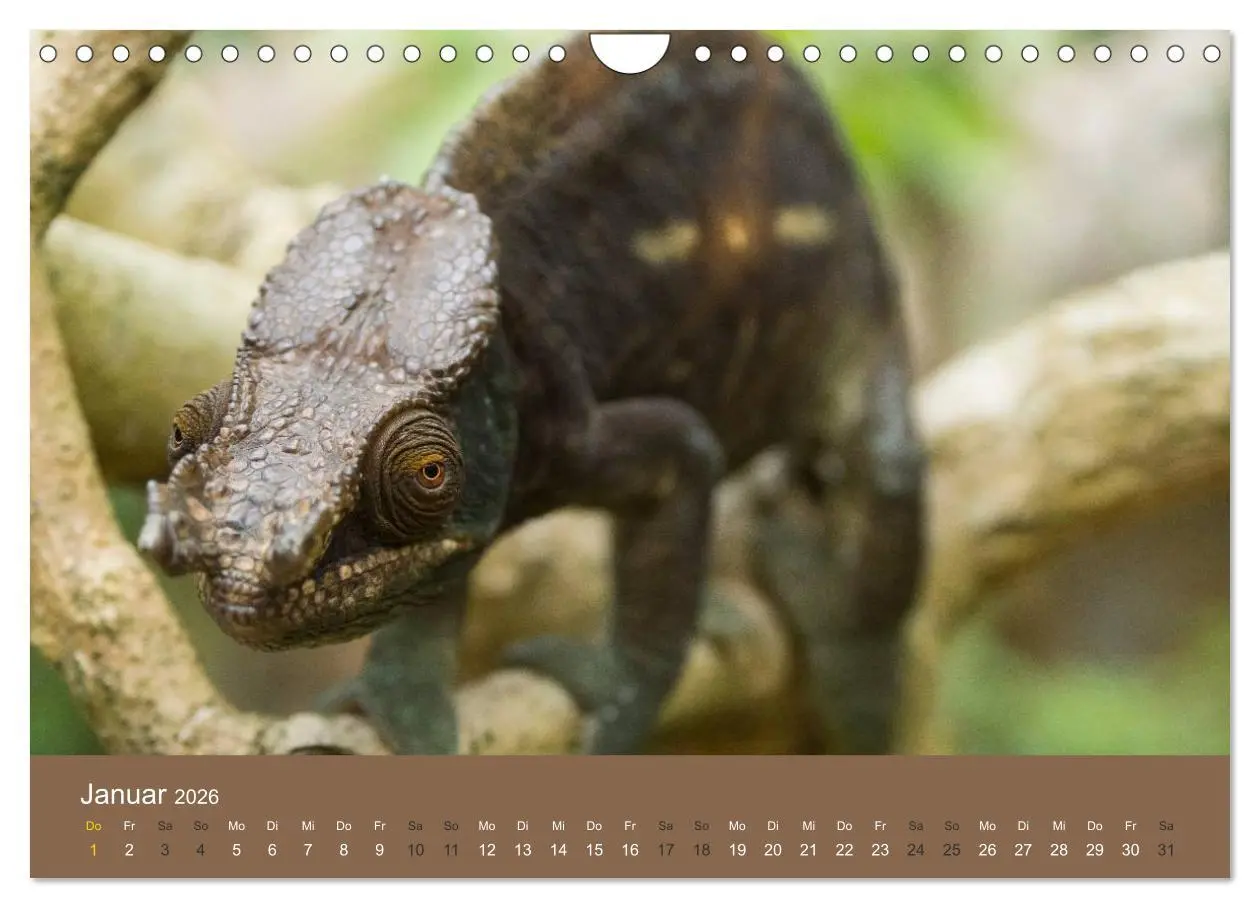 Bild: 9783516076677 | Madagaskars wundersame Tierwelt (Wandkalender 2026 DIN A4 quer),...