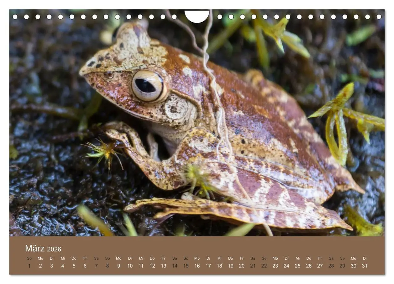 Bild: 9783516076677 | Madagaskars wundersame Tierwelt (Wandkalender 2026 DIN A4 quer),...
