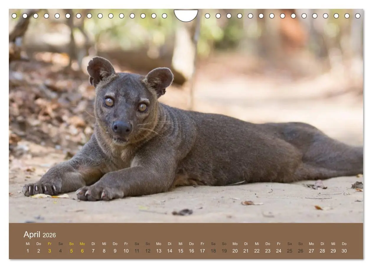 Bild: 9783516076677 | Madagaskars wundersame Tierwelt (Wandkalender 2026 DIN A4 quer),...