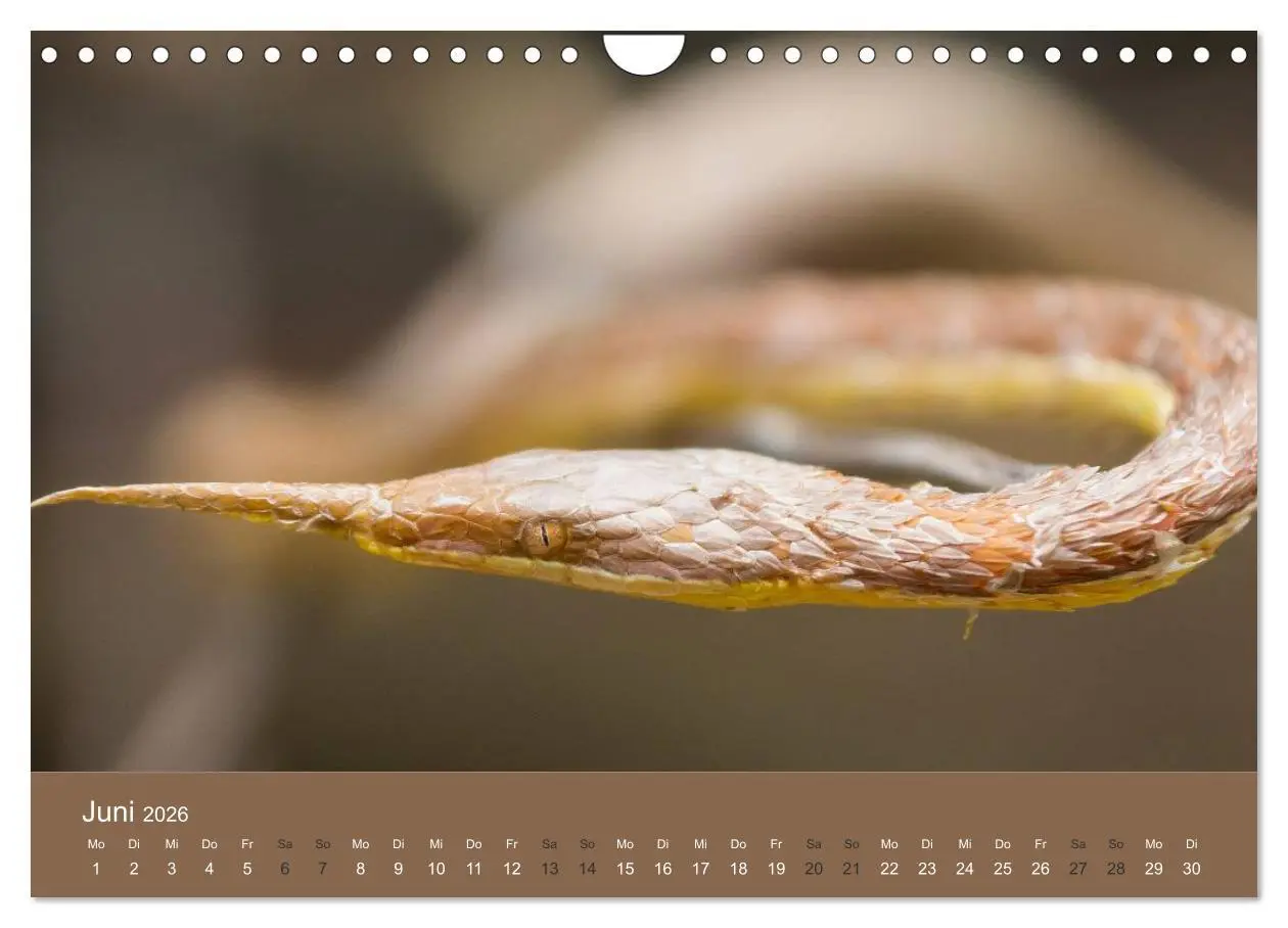 Bild: 9783516076677 | Madagaskars wundersame Tierwelt (Wandkalender 2026 DIN A4 quer),...