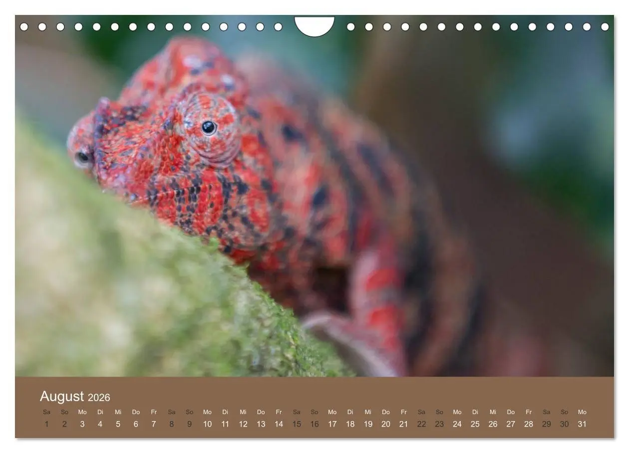 Bild: 9783516076677 | Madagaskars wundersame Tierwelt (Wandkalender 2026 DIN A4 quer),...