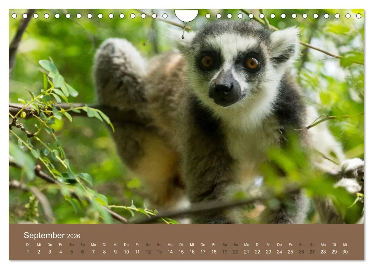 Bild: 9783516076677 | Madagaskars wundersame Tierwelt (Wandkalender 2026 DIN A4 quer),...