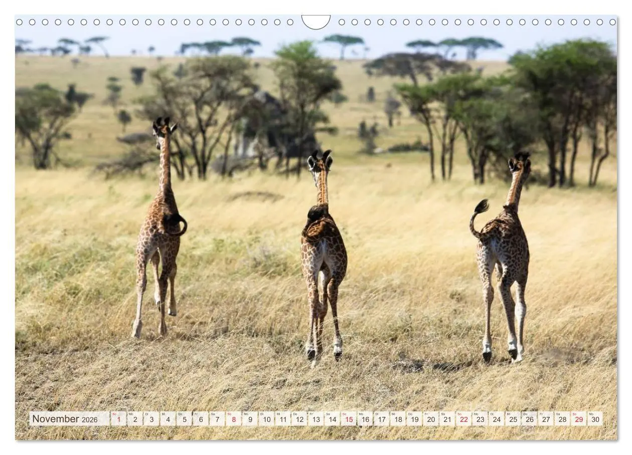 Bild: 9783457976777 | Tansania - Durch die Nationalparks Ostafrikas (Wandkalender 2026...