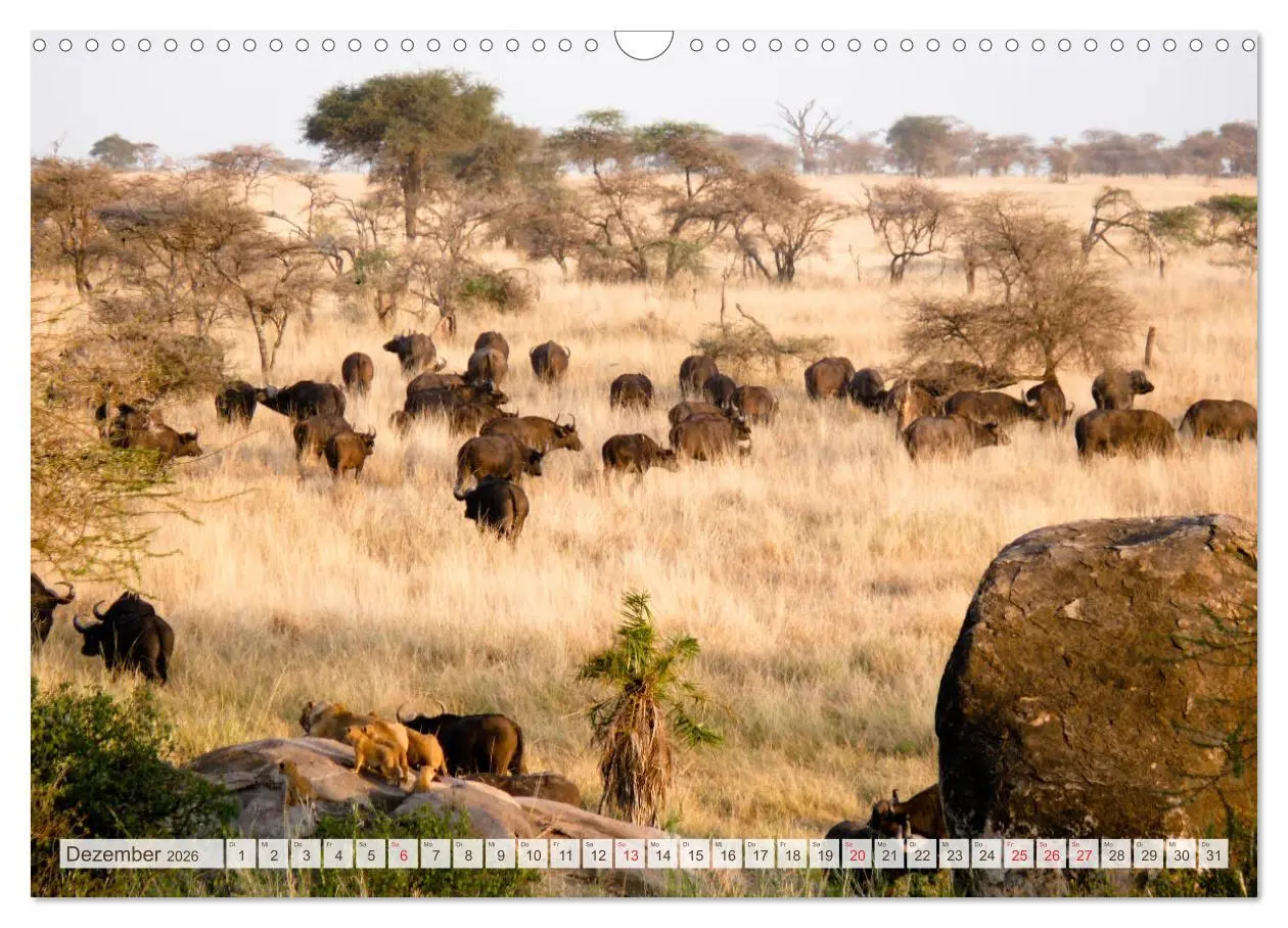 Bild: 9783457976777 | Tansania - Durch die Nationalparks Ostafrikas (Wandkalender 2026...