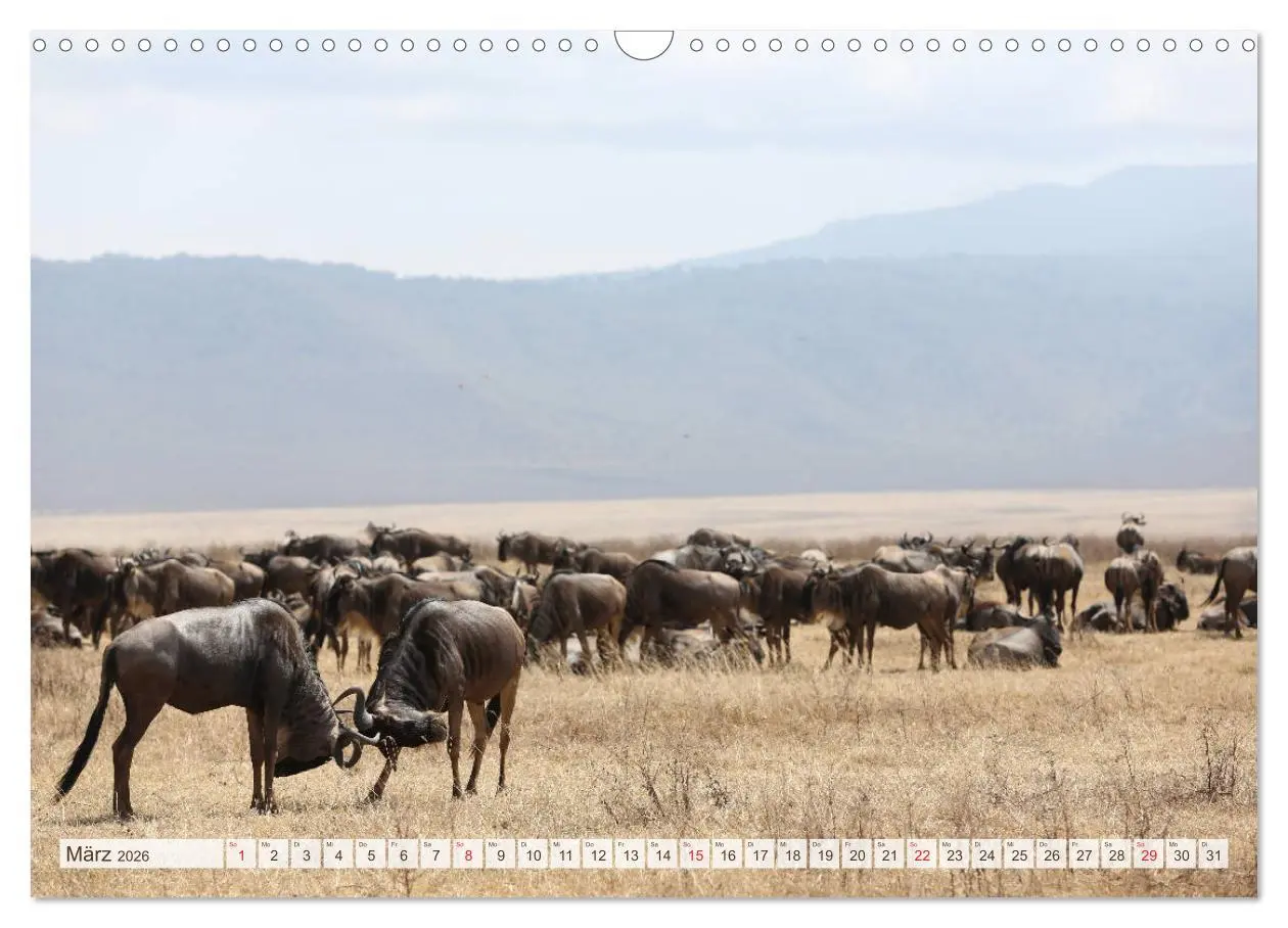 Bild: 9783457976777 | Tansania - Durch die Nationalparks Ostafrikas (Wandkalender 2026...