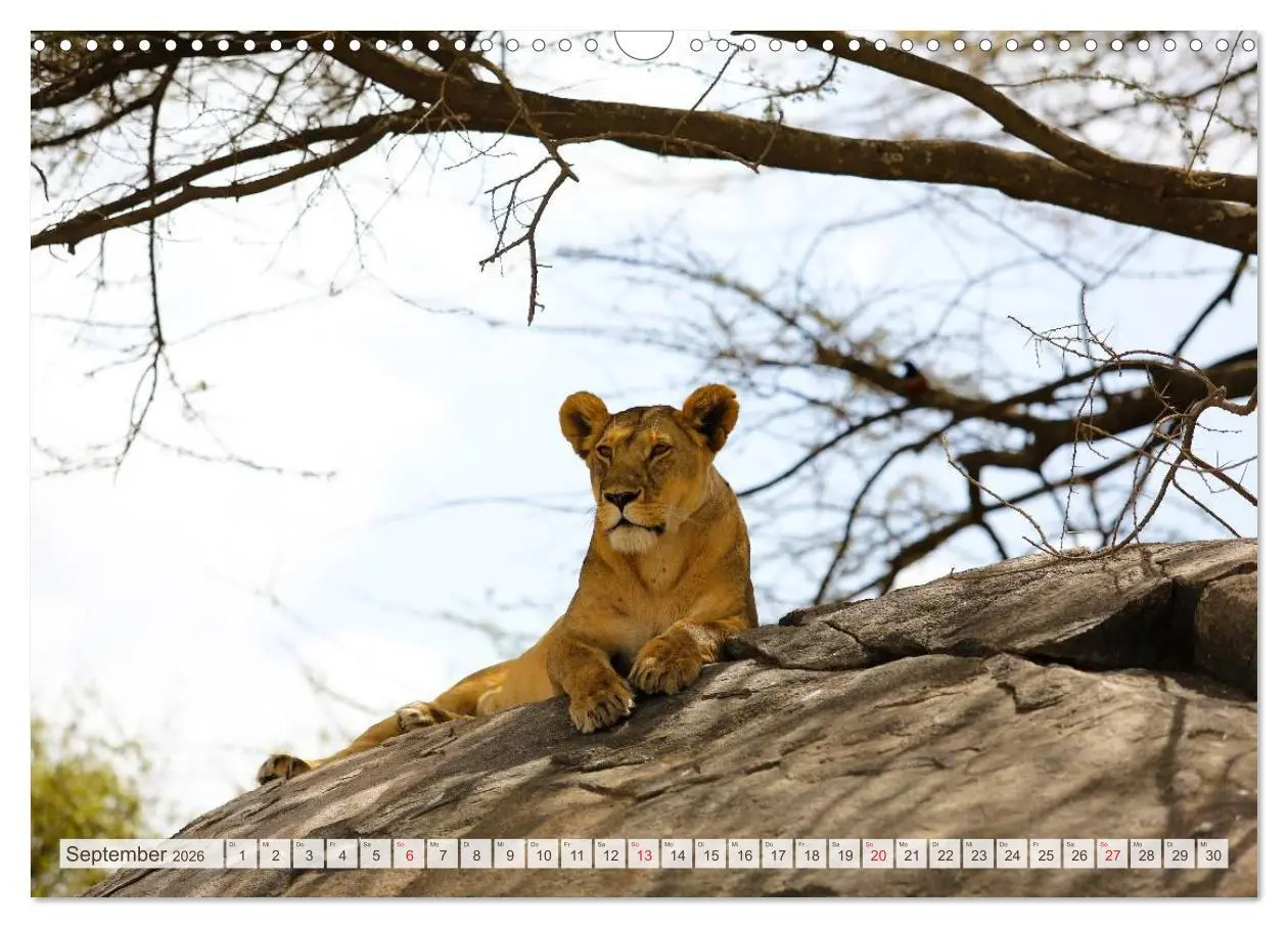 Bild: 9783457976777 | Tansania - Durch die Nationalparks Ostafrikas (Wandkalender 2026...