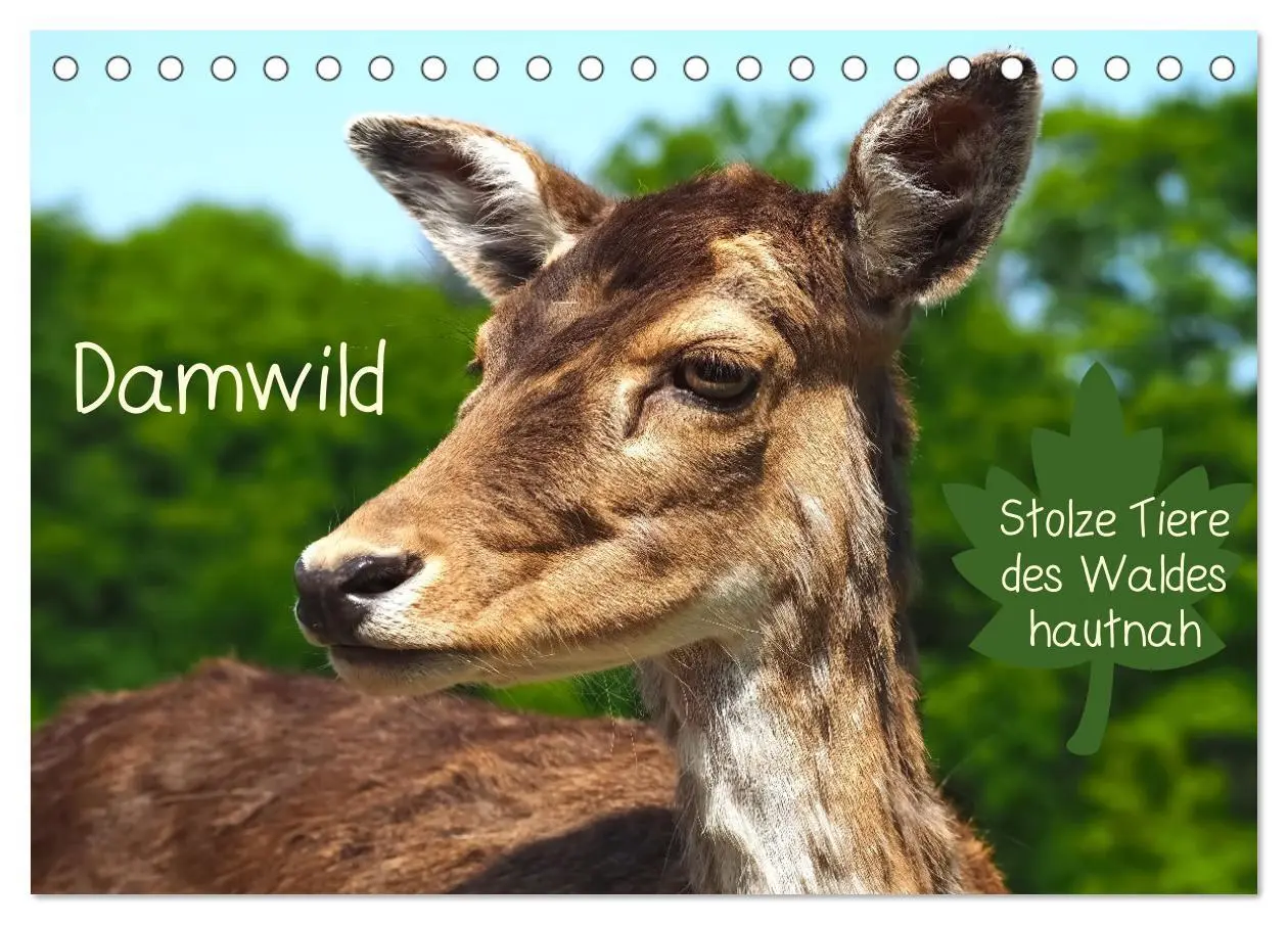 Cover: 9783457586877 | Damwild - stolze Tiere des Waldes hautnah (Tischkalender 2026 DIN...