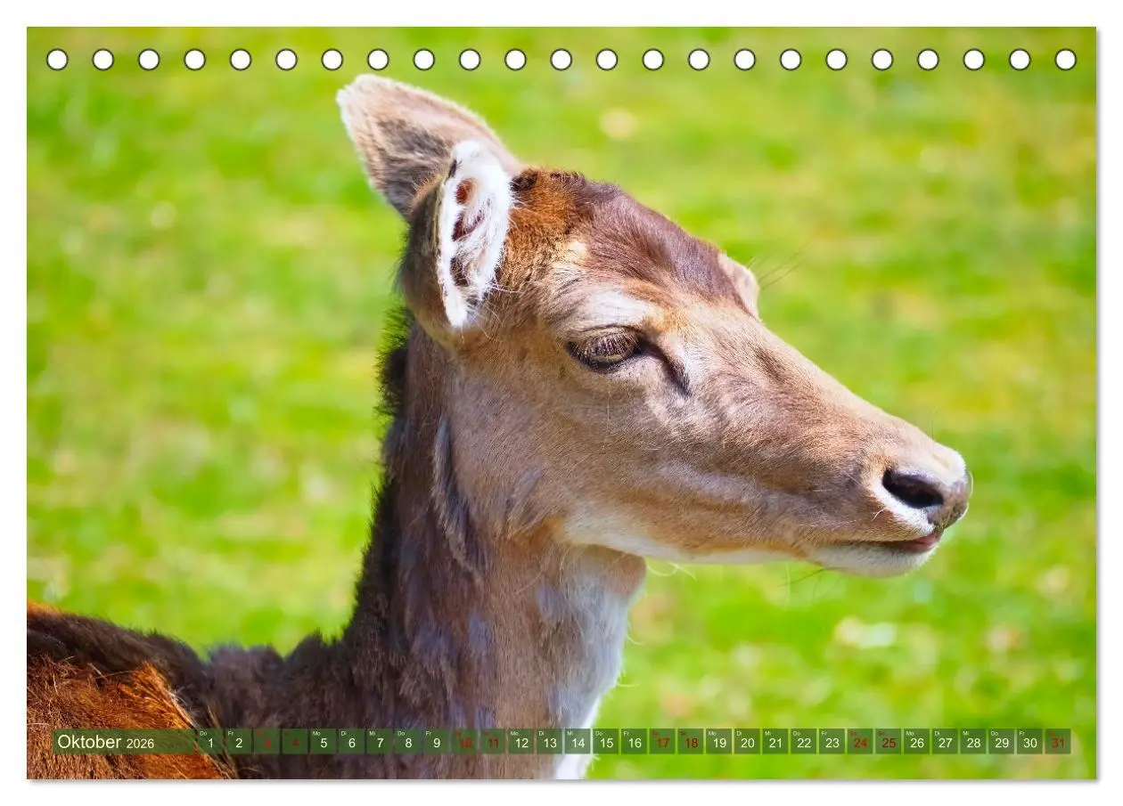 Bild: 9783457586877 | Damwild - stolze Tiere des Waldes hautnah (Tischkalender 2026 DIN...