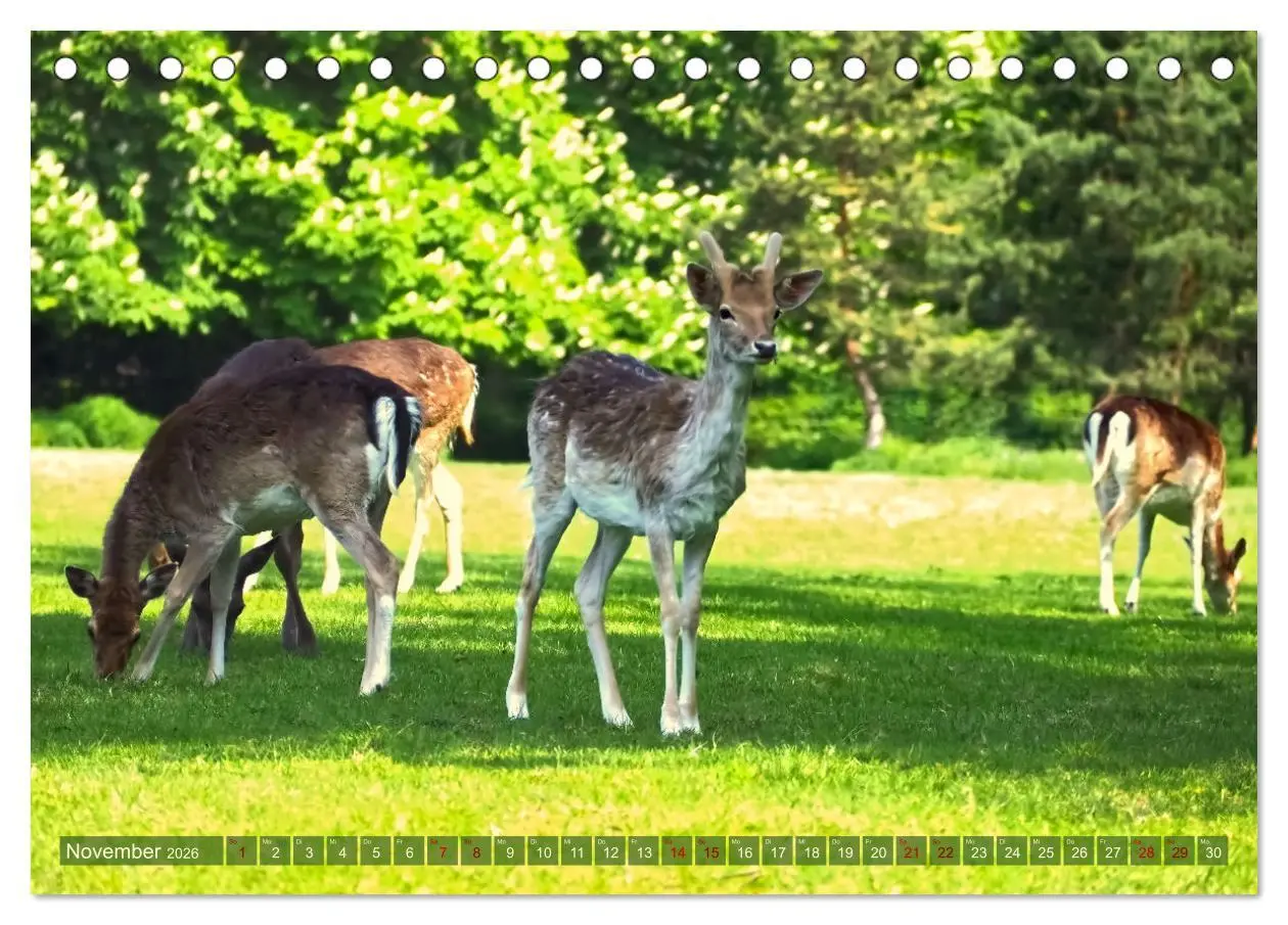 Bild: 9783457586877 | Damwild - stolze Tiere des Waldes hautnah (Tischkalender 2026 DIN...