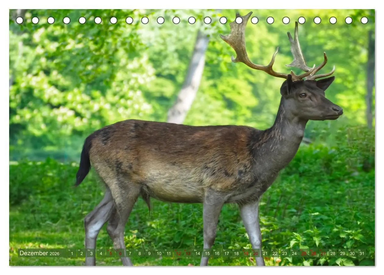 Bild: 9783457586877 | Damwild - stolze Tiere des Waldes hautnah (Tischkalender 2026 DIN...