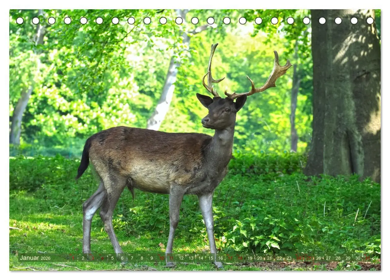 Bild: 9783457586877 | Damwild - stolze Tiere des Waldes hautnah (Tischkalender 2026 DIN...