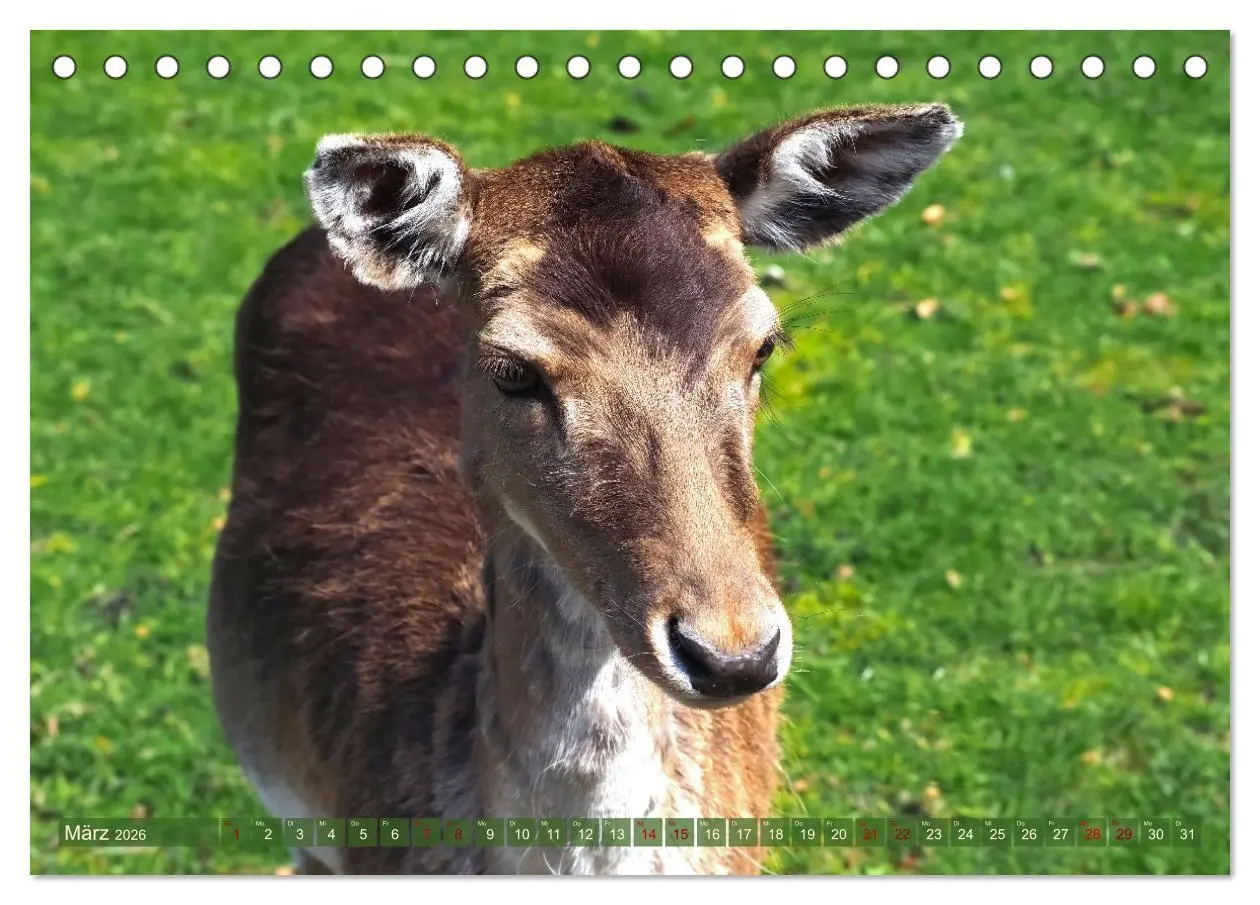 Bild: 9783457586877 | Damwild - stolze Tiere des Waldes hautnah (Tischkalender 2026 DIN...