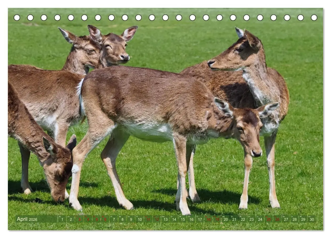 Bild: 9783457586877 | Damwild - stolze Tiere des Waldes hautnah (Tischkalender 2026 DIN...