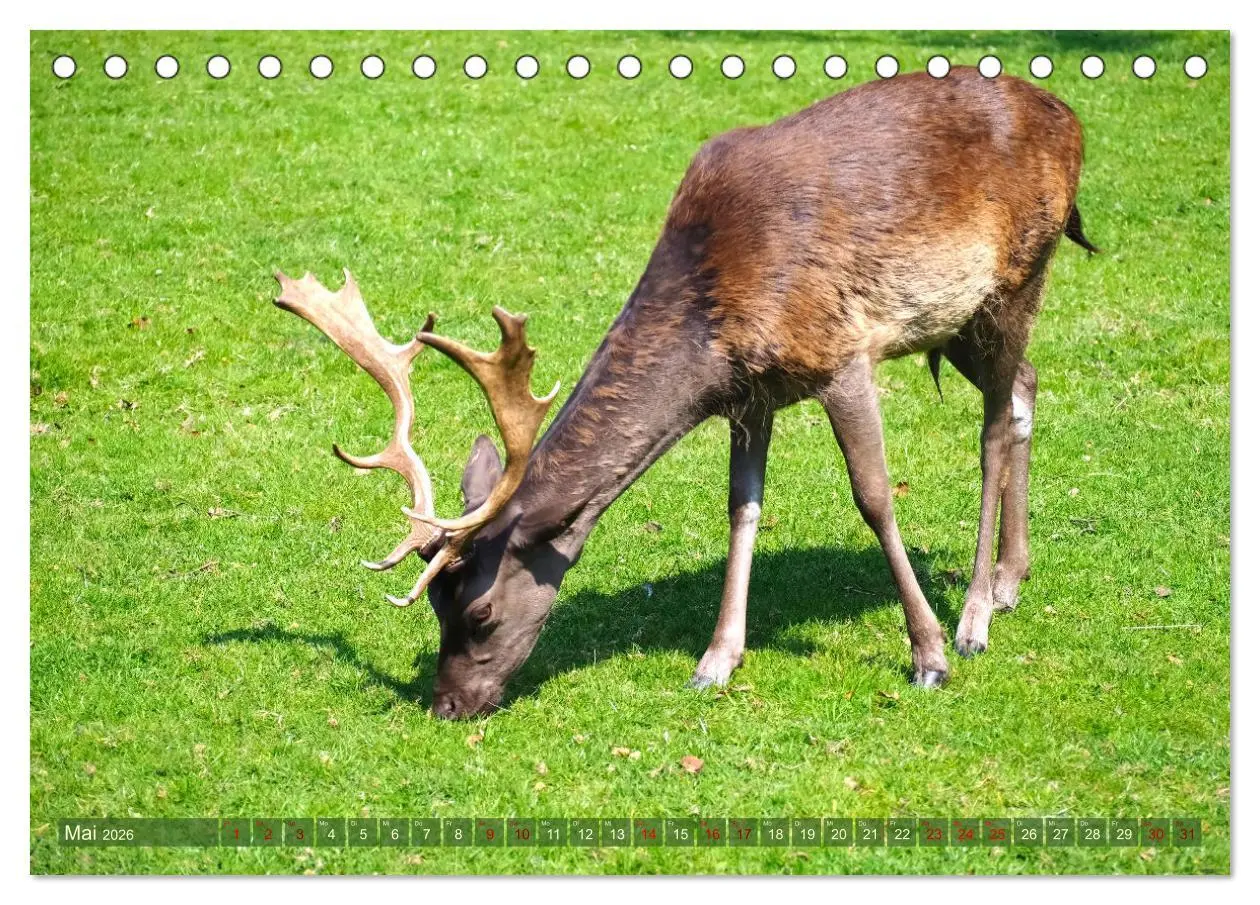 Bild: 9783457586877 | Damwild - stolze Tiere des Waldes hautnah (Tischkalender 2026 DIN...
