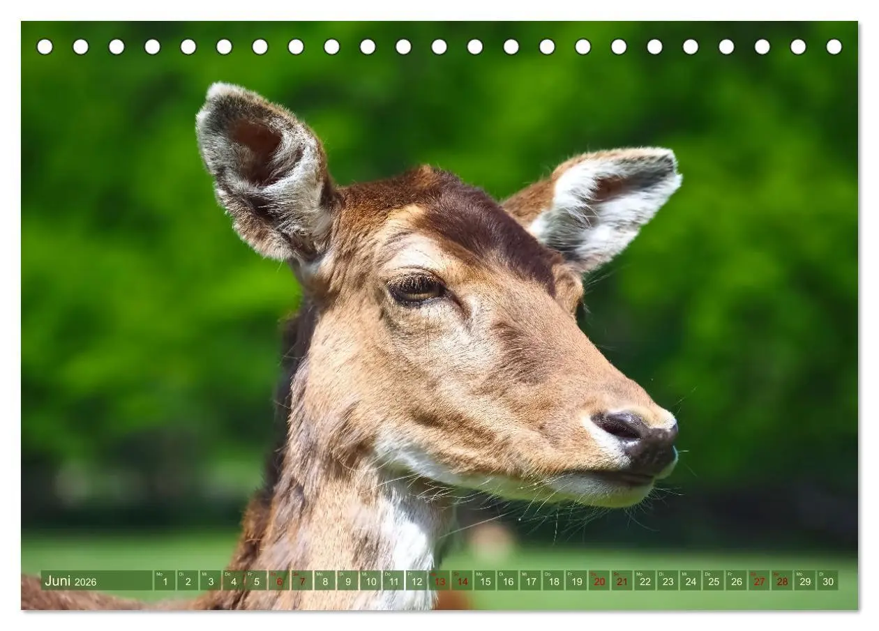 Bild: 9783457586877 | Damwild - stolze Tiere des Waldes hautnah (Tischkalender 2026 DIN...