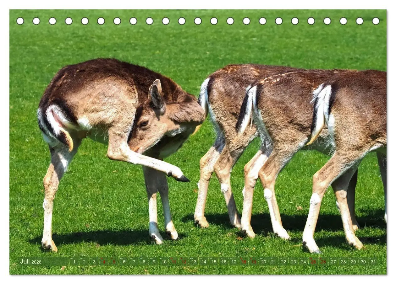 Bild: 9783457586877 | Damwild - stolze Tiere des Waldes hautnah (Tischkalender 2026 DIN...
