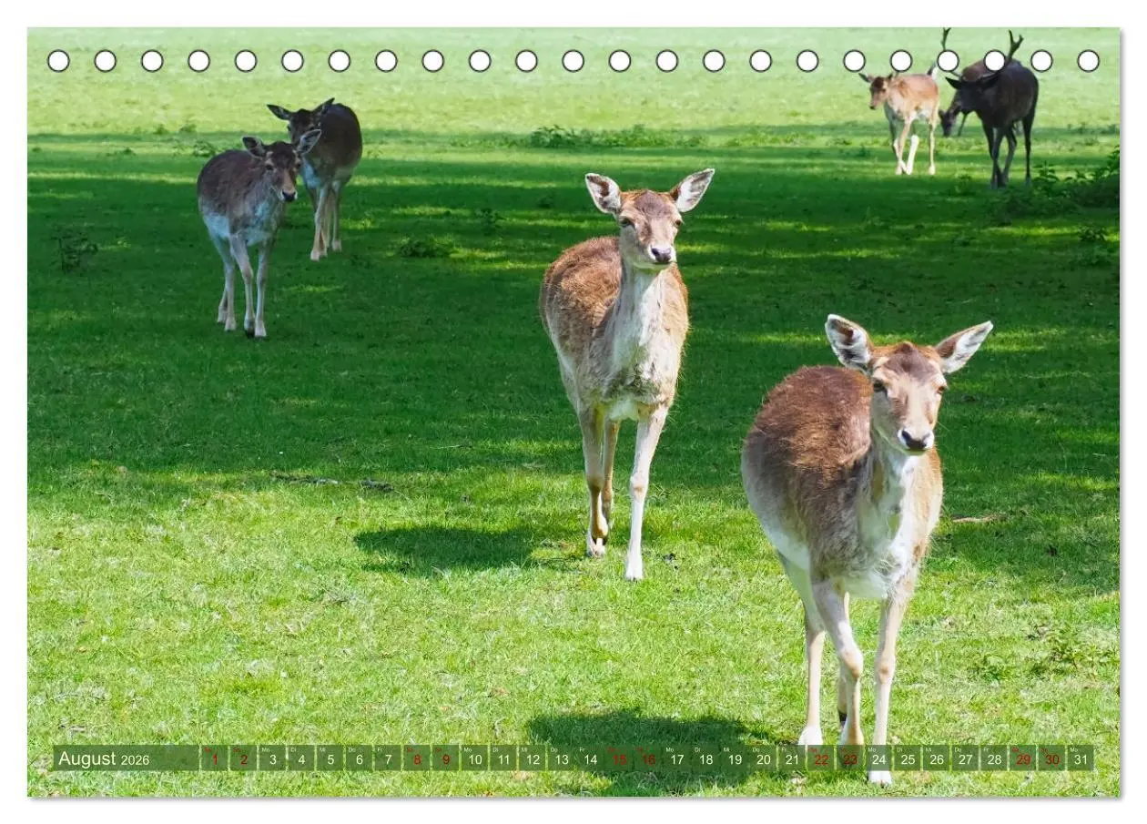 Bild: 9783457586877 | Damwild - stolze Tiere des Waldes hautnah (Tischkalender 2026 DIN...
