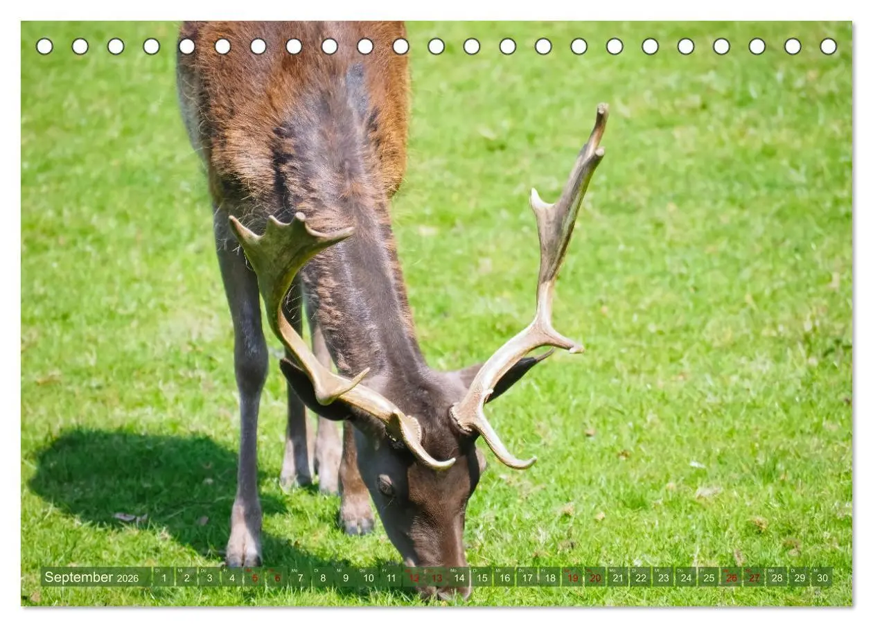 Bild: 9783457586877 | Damwild - stolze Tiere des Waldes hautnah (Tischkalender 2026 DIN...