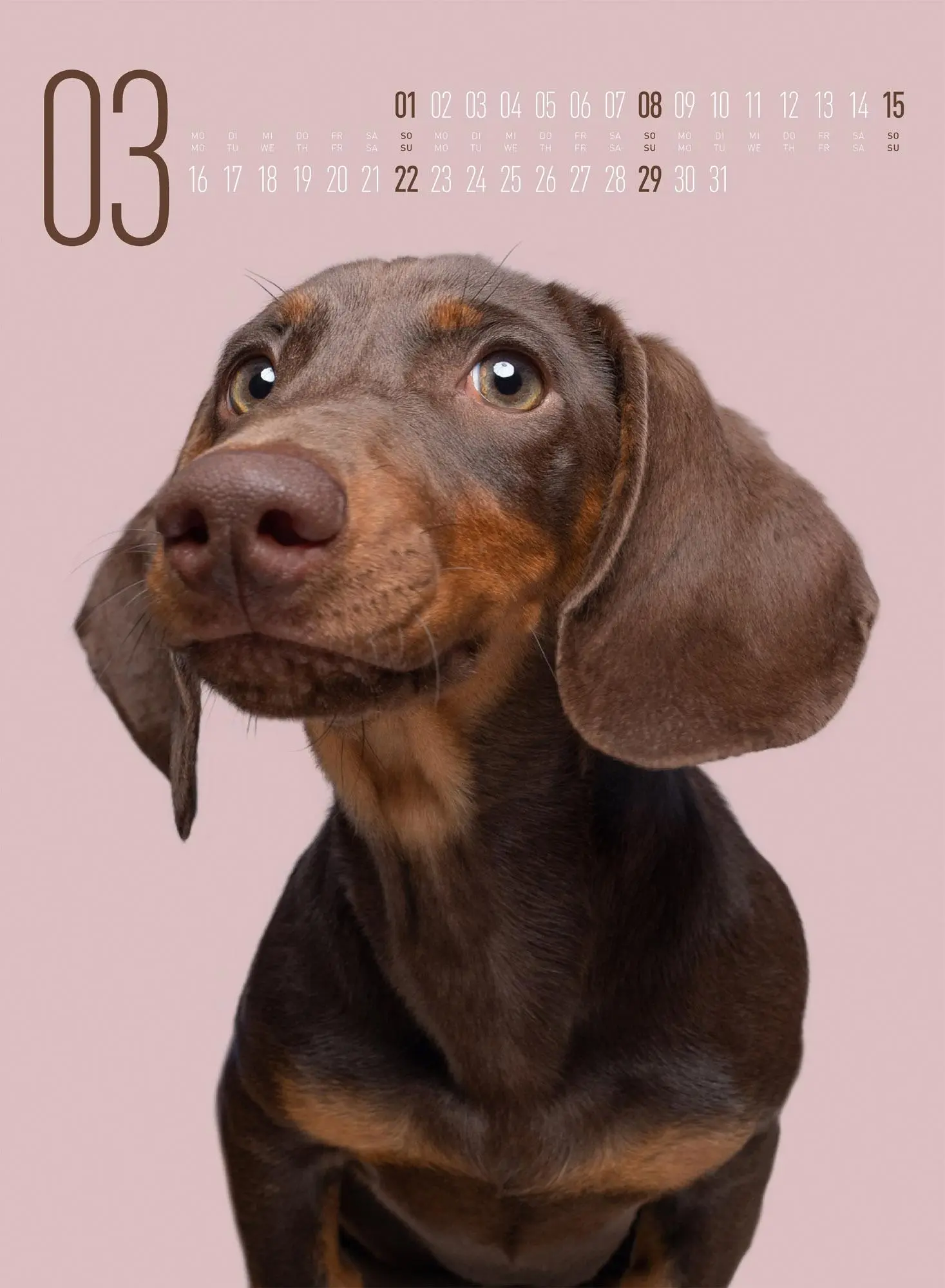 Bild: 9783838426877 | Frei Schnauze Kalender 2026 | Elke Vogelsang | Kalender | 14 S. | 2026